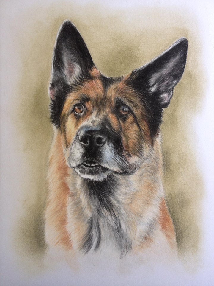 Dog Portraits